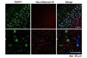 ABIN2560845 (10µg/ml) staining of paraffin embedded Mouse Cerebral Cortex. (ZNRF1 抗体  (Internal Region))
