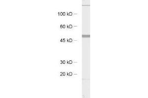 Western Blotting (WB) image for anti-Synaptotagmin XI (SYT11) (AA 70-154) antibody (ABIN1742530) (SYT11 抗体  (AA 70-154))