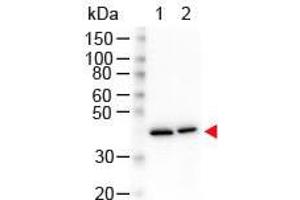 Western Blot of Mouse anti-N-Term Beta Actin Monoclonal Antibody. (beta Actin 抗体  (N-Term))
