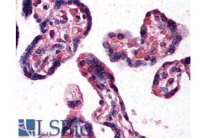 ABIN185275 (10µg/ml) staining of paraffin embedded Human Placenta. (DKK1 抗体  (C-Term))