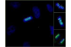 Immunofluorescence (IF) image for anti-ZW10 Interactor (ZWINT) (C-Term) antibody (ABIN7448923) (ZWINT 抗体  (C-Term))
