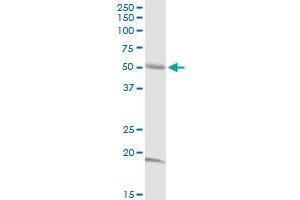 ABI2 MaxPab rabbit polyclonal antibody. (ABI2 抗体  (AA 1-475))