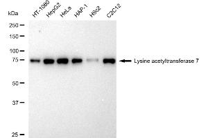 anti-MYST Histone Acetyltransferase 2 (MYST2) antibody