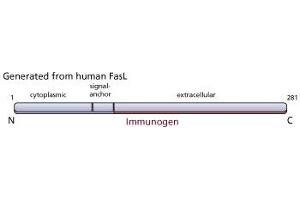 Image no. 2 for anti-Fas Ligand (TNF Superfamily, Member 6) (FASL) antibody (ABIN967520)