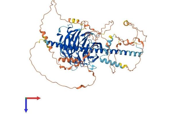 STRN4 Protein (AA 1-753) (His tag)