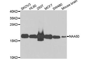 Western blot analysis of extracts of various cell lines, using NAA50 antibody. (NAA50 抗体)