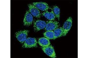Confocal immunofluorescent analysis of AHR antibody with HeLa cells followed by Alexa Fluor 488-conjugated goat anti-rabbit lgG (green). (Aryl Hydrocarbon Receptor 抗体  (AA 555-582))