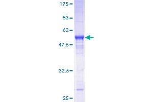 RIT2 Protein (AA 1-217) (GST tag)