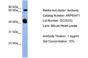Western Blotting (WB) image for anti-Amyloid beta (A4) Precursor Protein-Binding, Family B, Member 1 (Fe65) (APBB1) (N-Term) antibody (ABIN2786224)