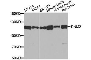 Western blot analysis of extracts of various cell lines, using DNM2 antibody (ABIN5970189) at 1/500 dilution. (DNM2 抗体)