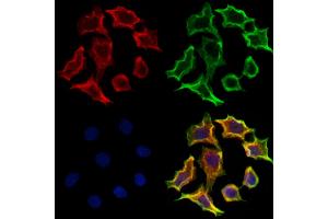 ABIN6265404 and ABIN6273174 staining Hela cells by IF/ICC.
