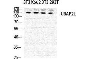 Western Blot (WB) analysis of NIH-3T3 K562 NIH-3T3 293T cells using NICE4 Polyclonal Antibody. (UBAP2L 抗体  (Internal Region))