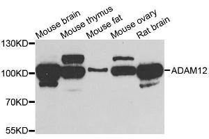 Western blot analysis of extracts of various cell lines, using ADAM12 antibody. (ADAM12 抗体  (AA 589-738))