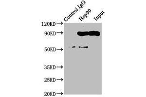 Western Blotting (WB) image for anti-HSP9AA1 antibody (ABIN7127552)