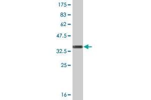 Western Blot detection against Immunogen (36. (CDK5 抗体  (AA 195-292))