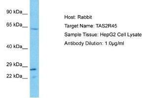 Host: Rabbit Target Name: TAS2R45 Sample Type: HepG2 Whole Cell lysates Antibody Dilution: 1. (TAS2R45 抗体  (C-Term))