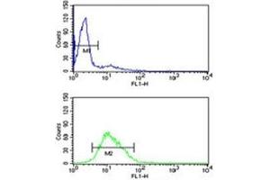 Image no. 6 for anti-RAN, Member RAS Oncogene Family (RAN) (AA 12-39) antibody (ABIN3032431)