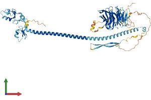 AlphaFold protein structure predicition of Mouse Recombinant Trim32 Protein, UniprotID Q8CH72