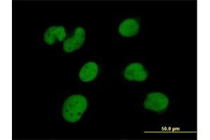 Immunofluorescence of purified MaxPab antibody to ZNF490 on HeLa cell. (ZNF490 抗体  (AA 1-529))
