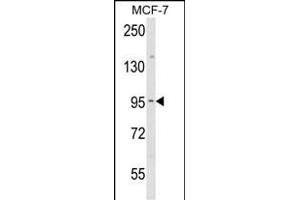 Western blot analysis of JUP Antibody (C-term) (ABIN652942 and ABIN2842601) in MCF-7 cell line lysates (35 μg/lane). (JUP 抗体  (C-Term))