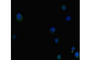 Immunofluorescent analysis of MCF-7 cells using ABIN7155286 at dilution of 1: 100 and Alexa Fluor 488-congugated AffiniPure Goat Anti-Rabbit IgG(H+L) (PTGER3 抗体  (AA 2283-2414))