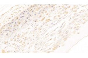 Detection of ANXA2 in Human Placenta Tissue using Monoclonal Antibody to Annexin A2 (ANXA2) (Annexin A2 抗体  (AA 1-339))