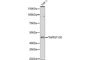 Western blot analysis of extracts of THP-1 cells, using TNFRSF10D antibody (ABIN6127587, ABIN6149306, ABIN6149308 and ABIN6221737) at 1:1000 dilution. (DcR2 抗体  (AA 257-386))