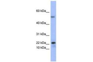 Image no. 1 for anti-phospholipase A2, Group V (PLA2G5) (C-Term) antibody (ABIN6741644) (PLA2G5 抗体  (C-Term))