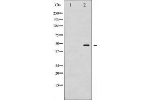 Western blot analysis of GATA1 phosphorylation expression in K562 whole cell lysates,The lane on the left is treated with the antigen-specific peptide. (GATA1 抗体  (pSer142))