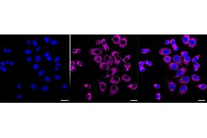 Immunocytochemical staining of HepG2 cells with G-rich RNA sequence binding factor 1 antibody (ABIN7798678), 1:1,000). (Recombinant GRSF1 抗体)