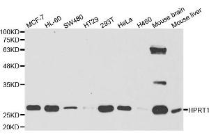 Western Blotting (WB) image for anti-Hypoxanthine phosphoribosyltransferase 1 (HPRT1) antibody (ABIN1876893) (HPRT1 抗体)