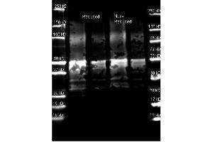 Protein A antibody was used to detect Protein A under reducing and non-reducing conditions. (Protein A 抗体  (Biotin))