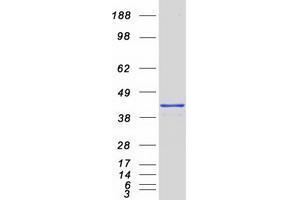 Western Blotting (WB) image for Ubiquitin Fusion Degradation Protein 1 Homolog (UFD1L) (Transcript Variant 1) protein (Myc-DYKDDDDK Tag) (ABIN2734983)