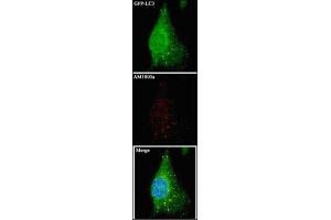 Immunofluorescence (IF) image for anti-Microtubule-Associated Protein 1 Light Chain 3 alpha (MAP1LC3A) antibody (ABIN5551132) (MAP1LC3A 抗体)