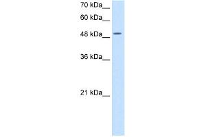 WB Suggested Anti-EIF2S3 Antibody Titration:  5. (EIF2S3 抗体  (N-Term))