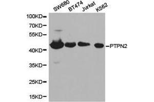 Western Blotting (WB) image for anti-Protein tyrosine Phosphatase, Non-Receptor Type 2 (PTPN2) antibody (ABIN1874450) (PTPN2 抗体)