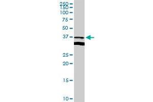 APOL2 MaxPab rabbit polyclonal antibody. (Apolipoprotein L 2 抗体  (AA 1-337))