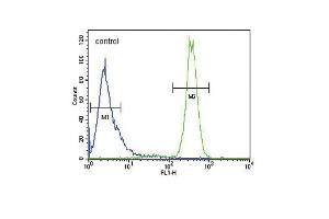 p19 Antibody (N-term) (ABIN6243142 and ABIN6579057) flow cytometric analysis of Hela cells (right histogram) compared to a negative control cell (left histogram).