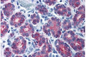Human Breast (formalin-fixed, paraffin-embedded) stained with KRT7 antibody ABIN337389 at 10 ug/ml followed by biotinylated goat anti-rabbit IgG secondary antibody ABIN481713, alkaline phosphatase-streptavidin and chromogen. (Cytokeratin 7 抗体  (N-Term))