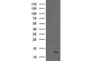 Western Blotting (WB) image for anti-NADH Dehydrogenase (Ubiquinone) 1 alpha Subcomplex, 7, 14.5kDa (NDUFA7) antibody (ABIN1499659) (NDUFA7 抗体)
