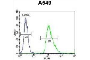 Flow cytometric analysis of A549 cells using IER3 / IEX1 Antibody (N-term) Cat. (IER3 抗体  (N-Term))