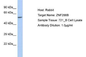 Host: Rabbit Target Name: ZNF286B Sample Type: 721_B Whole cell lysates Antibody Dilution: 1. (ZNF286B 抗体  (N-Term))