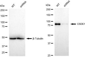 Western blotting analysis using CSDE1 antibody (ABIN7798121).