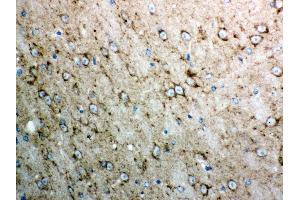 Anti- Cytochrome C Picoband antibody, IHC(P) IHC(P): Mouse Brain Tissue