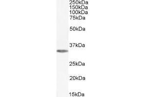 ABIN238564 (0. (ADORA1 抗体  (C-Term))