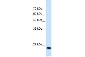 SSR2 antibody used at 1. (SSR2 抗体)