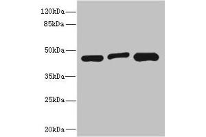 Western blot All lanes: ITPK1 antibody at 3. (ITPK1 抗体  (AA 185-414))