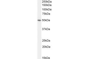 ABIN570968 (1µg/ml) staining of Human Colon lysate (35µg protein in RIPA buffer). (TEAD2 抗体  (Internal Region))