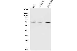 Western blot analysis of c-Rel using anti-c-Rel antibody (ABIN3043314).