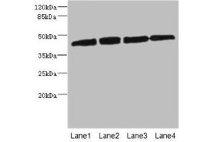 Western blot All lanes: PRKAR1B antibody at 2. (PRKAR1B 抗体  (Regulatory Subunit))